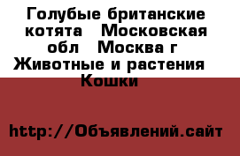 Голубые британские котята - Московская обл., Москва г. Животные и растения » Кошки   